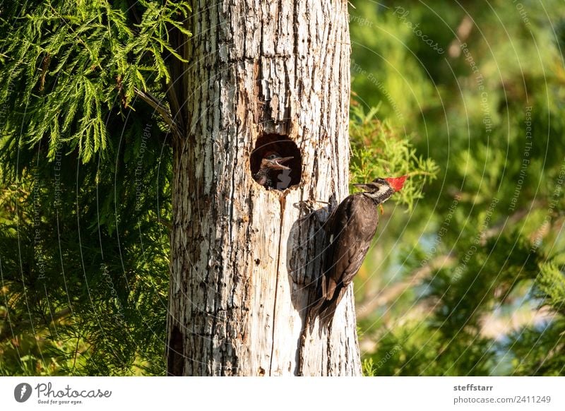 Gemahlener Specht Vogel Dryocopus pileatus Küken Baby Baum Tier Wildtier 3 Tierjunges Holz braun grün rot um Essen bitten Betteln Vogeljunge Nest Stapelspecht