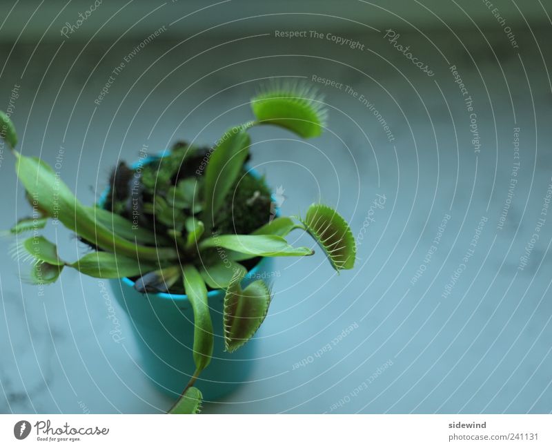 Fastenzeit Pflanze Blatt Grünpflanze Topfpflanze exotisch Venusfliegenfalle einzigartig natürlich stachelig grün Optimismus Leben Appetit & Hunger gefräßig