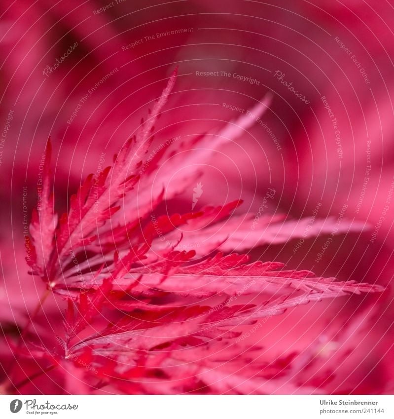 Red feathers Natur Pflanze Sommer Blatt exotisch Japanischer Fächerahorn Ahorn leuchten Wachstum außergewöhnlich rot ästhetisch feurig federartig Farbfoto