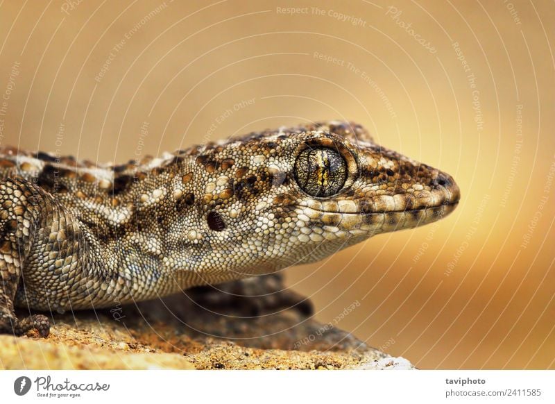 türkisches Gecko-Makroporträt exotisch schön Haut Gesicht Haus Natur Tier Haustier klein natürlich niedlich wild braun grau Farbe Halbfinger-Gecko Turcicus