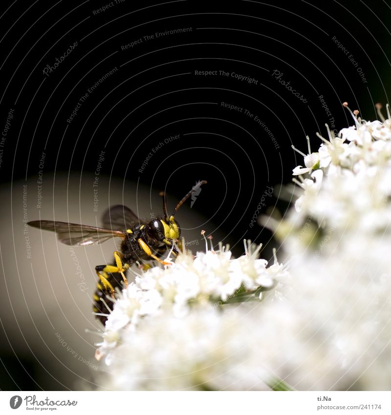 Moin Umwelt Natur Pflanze Tier Wiese Wildtier Flügel Wespen Feldwespe Insekt 1 Duft Jagd authentisch Freundlichkeit hell klein wild gelb schwarz weiß Farbfoto