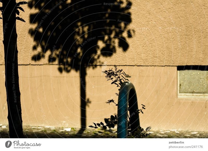 Wedding Sommer Klima Klimawandel Schönes Wetter Pflanze Baum Grünpflanze Stadtzentrum Menschenleer Haus Bauwerk Gebäude Architektur Mauer Wand Fassade Fenster