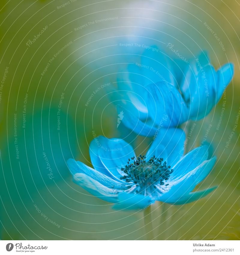 Zart in Blau - Anemone schön harmonisch Dekoration & Verzierung Valentinstag Muttertag Ostern Hochzeit Geburtstag Natur Pflanze Frühling Sommer Blume Blüte