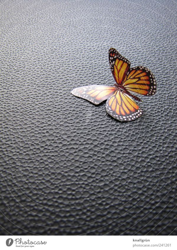 Ausgeflogen Tier Schmetterling 1 liegen schwarz Hoffnung Leben Vergänglichkeit Wandel & Veränderung Flügel Strukturen & Formen orange Farbfoto Studioaufnahme