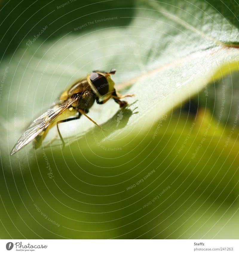 kleine Schwebfliege in einem grünen Garten Fliege Jungtier Facettenauge Insekt Flügel Fressen nah Sommergefühl Lichtstimmung sommerlich Nahrungssuche lichtvoll