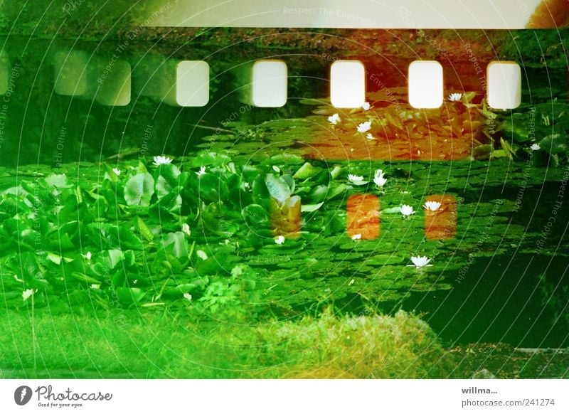 Seerosen auf schief eingelegtem Farbfilm, analoge Fotografie Natur Pflanze Seerosenteich Wiese Teich grün fehlerhaft Filmperforation Kratzer Seerosenblatt Lotos