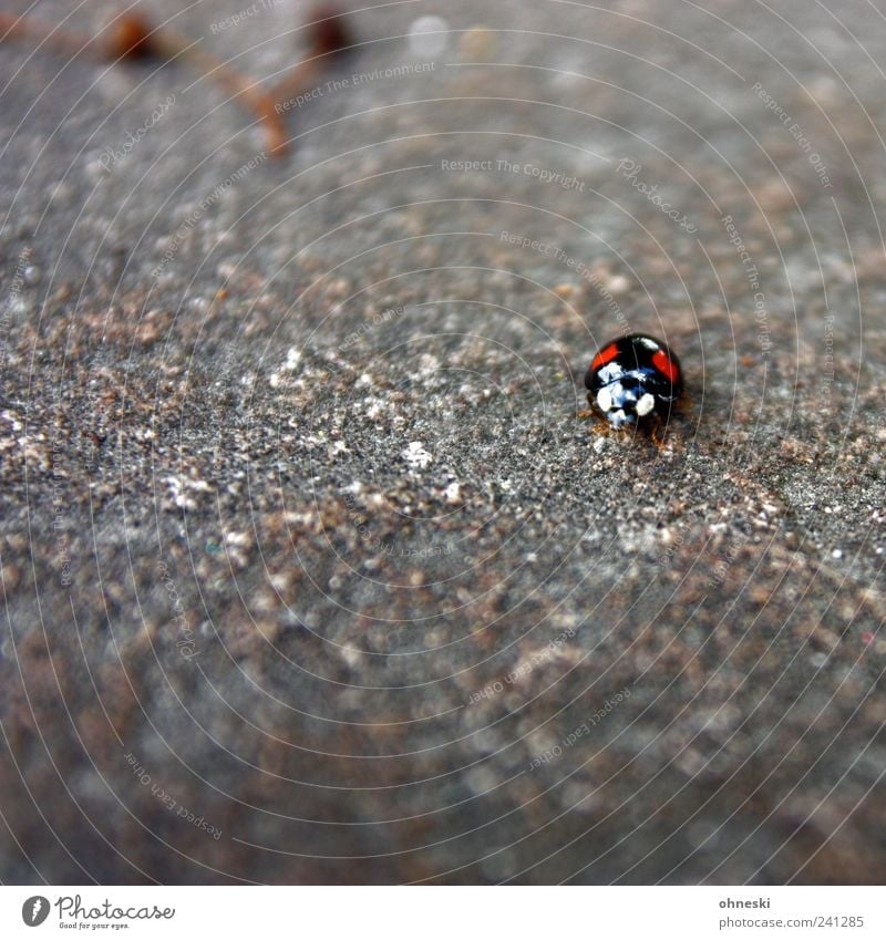 Schau mir in die Augen Tier Wildtier Käfer Tiergesicht Marienkäfer 1 Stein klein rot schwarz Blick hypnotisch hypnotisieren Farbfoto Außenaufnahme