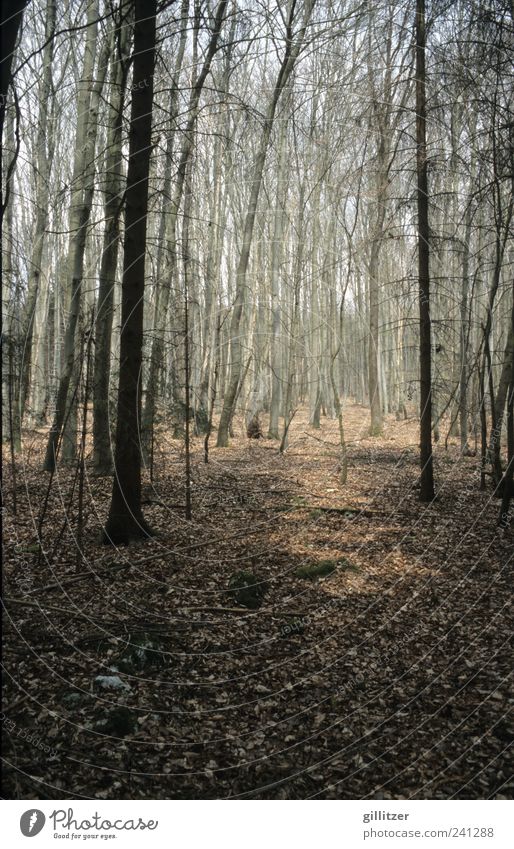 Wald bei Weltenburg Ausflug Umwelt Natur Landschaft Pflanze Erde Herbst Klima Schönes Wetter Baum Erholung Ferne Unendlichkeit hell natürlich positiv braun grau