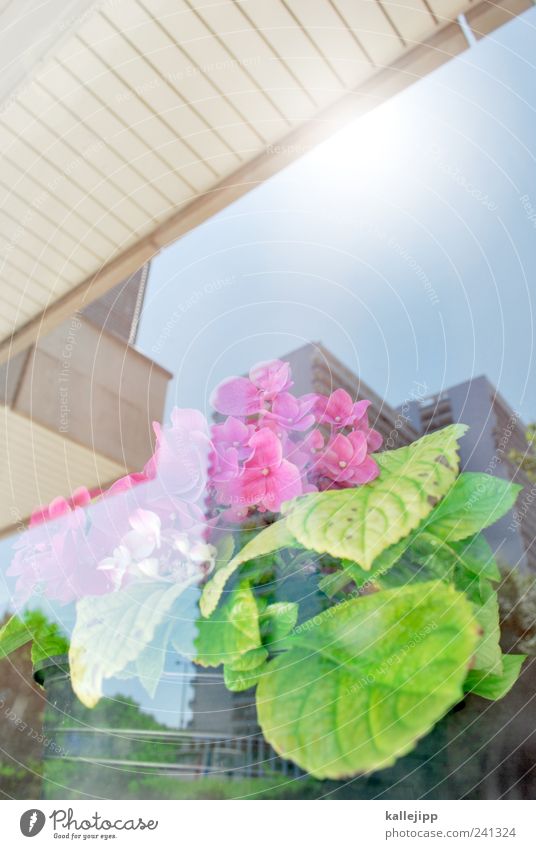 gewächs-haus Pflanze Blume Blatt Blüte Haus Hochhaus Blühend Primelgewächse Kissen-Primel Fensterscheibe Farbfoto mehrfarbig Außenaufnahme Innenaufnahme Licht