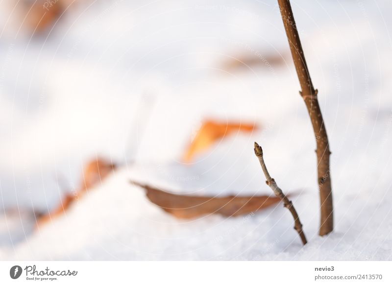 Winterlandschaft - Knospe im Schnee Umwelt Natur Landschaft Erde Pflanze Blatt Nutzpflanze Garten Park Wald hell schön weiß Blütenknospen Blattknospe Wachstum