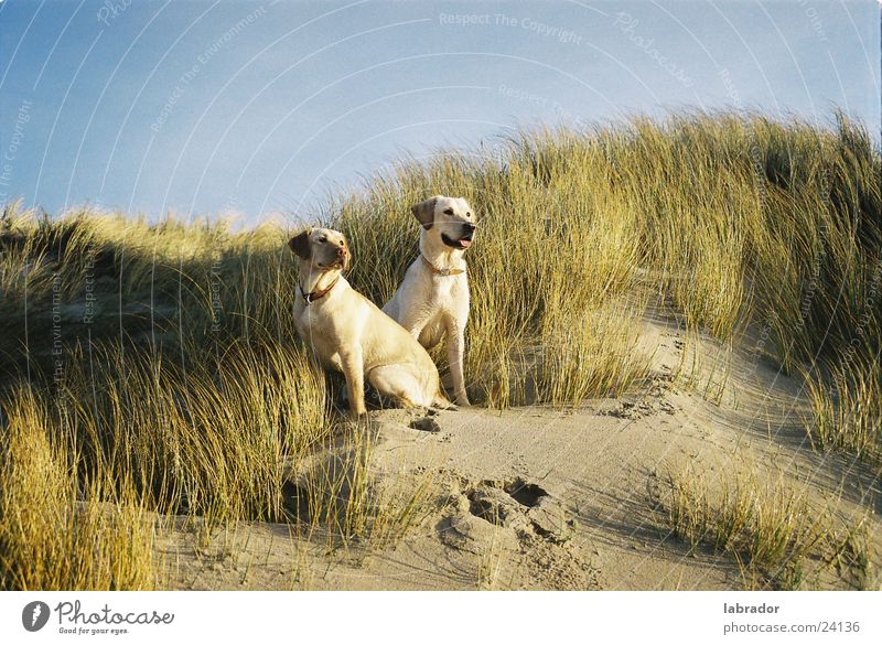 Labradors Hund Haustier Strand Gras Stranddüne