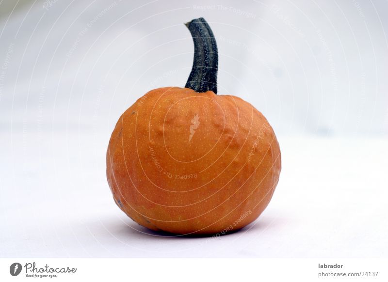 Kürbis rund Ernährung Helloween orange frei Halloween