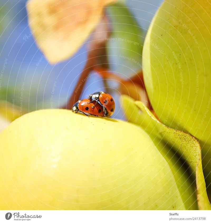 Glück² Marienkäfer Käfer Glückskäfer Glückssymbol Glücksbringer zwei Käfer Tierpaar fortpflanzen Fortpflanzung Tierliebe Lebensfreude Quittenblatt Sonnenlicht