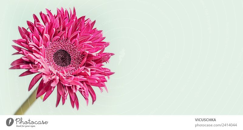 Pink Gerbera Blume Nahaufnahme Stil Design Sommer Garten Feste & Feiern Natur Pflanze Fahne Blühend trendy rosa Hintergrundbild Astern Sale Farbfoto