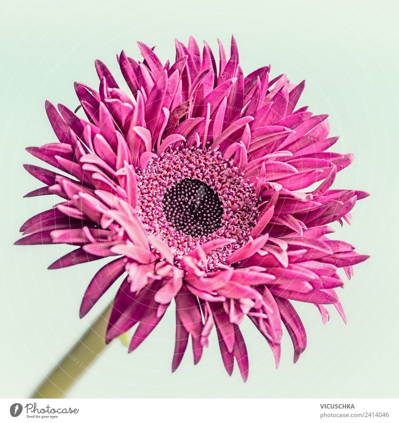 Pink Blume kaufen Stil Design Sommer Natur Pflanze trendy rosa Gerbera Astern Sale Farbfoto Studioaufnahme Nahaufnahme Makroaufnahme Textfreiraum Mitte