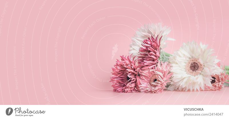 Rosa Blumen auf rosa Hintergrund Stil Sommer Feste & Feiern Natur Pflanze Dekoration & Verzierung Blumenstrauß Fahne Design Hintergrundbild Astern Gerbera Sale