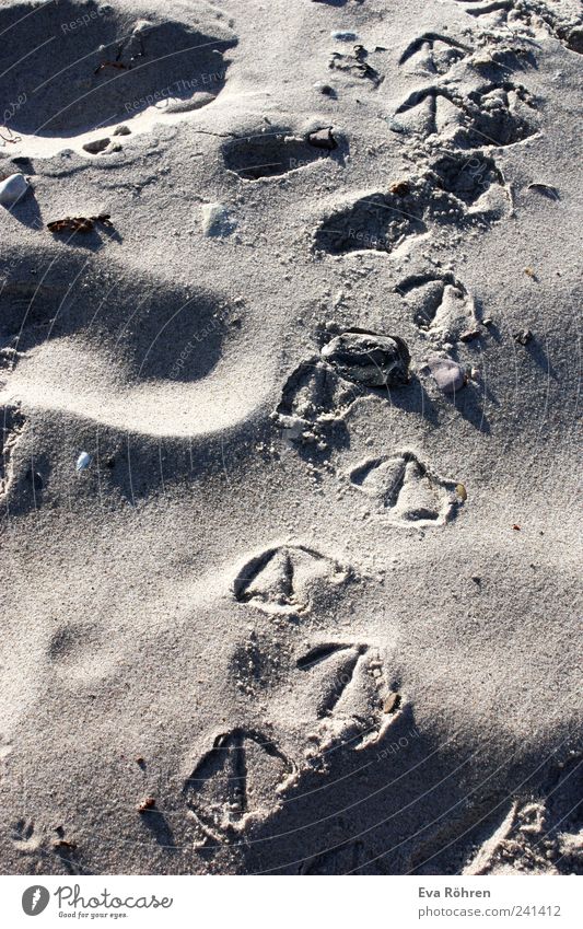 Spuren im Sand Ferien & Urlaub & Reisen Sommer Strand Meer Natur Sonnenaufgang Sonnenuntergang Schönes Wetter Ostsee Vogel Möwe Fährte Bewegung gehen laufen