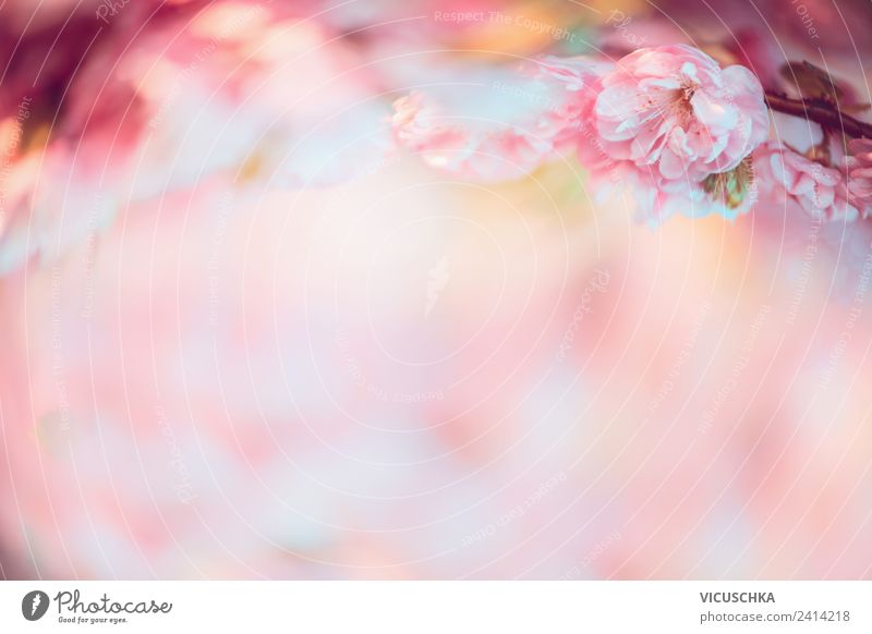 Natur Hintergrund with rosa Blüten Stil Design Sommer Pflanze Schönes Wetter Blume Hintergrundbild Unschärfe Farbfoto Außenaufnahme Textfreiraum unten