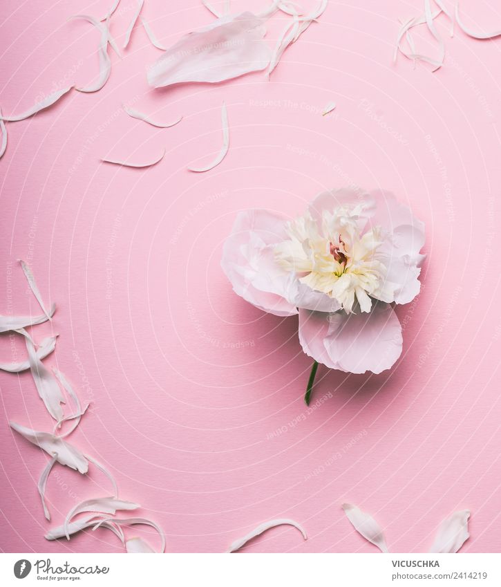 Weiße Blume auf pastell rosa Hintergrund Stil Design Dekoration & Verzierung Feste & Feiern Natur Pflanze Rose Blumenstrauß einfach trendy weich Entwurf