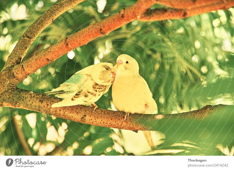 Wellensittiche Vogel 2 Tier Kommunizieren Reinigen gelb grün Farbfoto Außenaufnahme Tag Schwache Tiefenschärfe