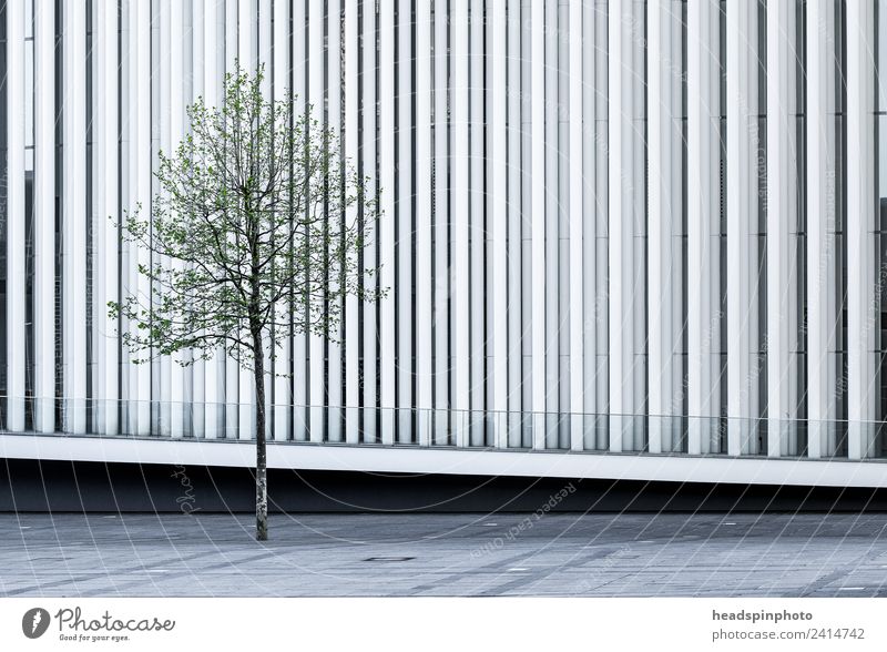 Einzelner Baum (Buche) vor moderne weißer Architektur Natur Luxemburg Hauptstadt Stadtzentrum Platz Bauwerk Gebäude Fassade Sehenswürdigkeit ästhetisch