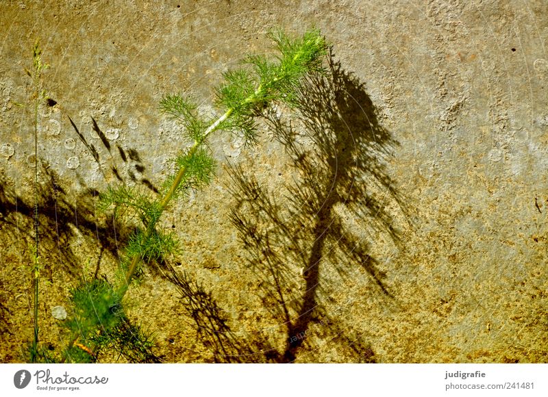 Begegnung Umwelt Natur Sommer Pflanze Wildpflanze Mauer Wand berühren Wachstum grün paarweise zart Farbfoto Außenaufnahme Menschenleer Licht Schatten