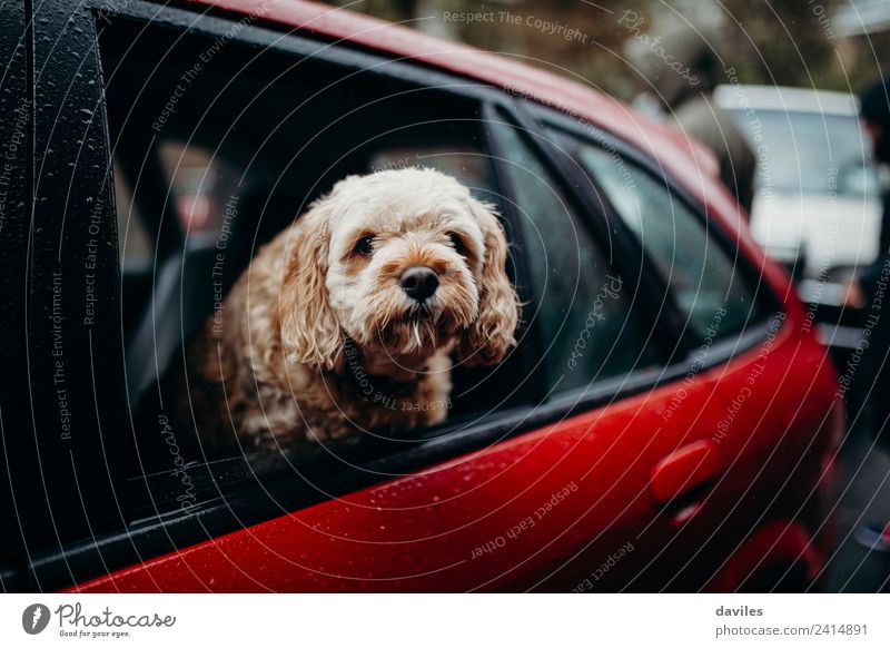 Süßer Hund, der den Kopf durch ein Autofenster zeigt. Ferien & Urlaub & Reisen Ausflug Sommer Tier Regen Verkehr Straße Fahrzeug PKW Haustier fahren lustig