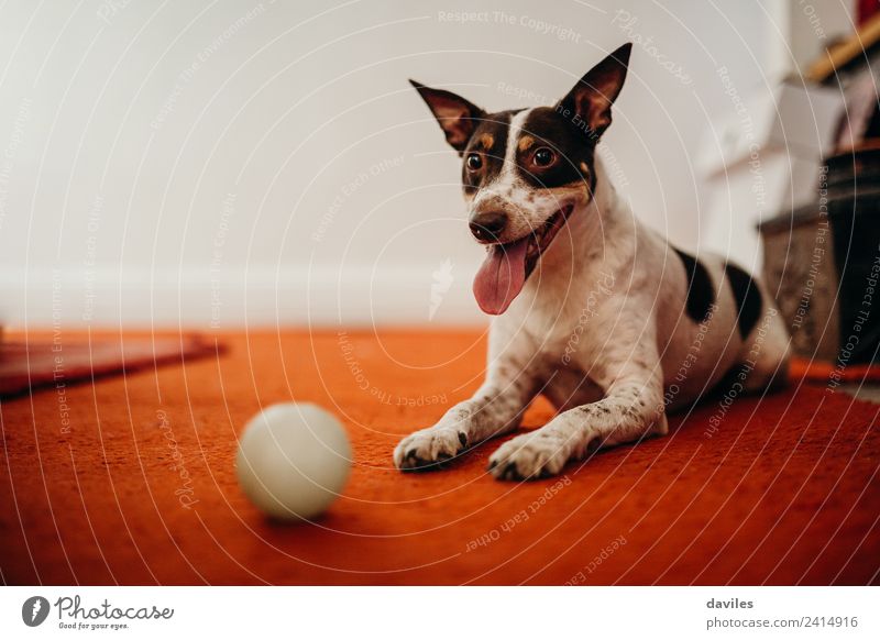 Süßer Hund, der mit seinem Ball posiert. Freude Wohnzimmer Tier Haustier 1 Lächeln lustig braun weiß Ausdruck Weinkeller Körperhaltung heimwärts spielerisch