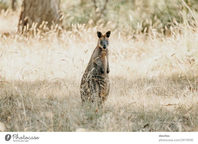 Kleines Wallabee Känguru Känguru Natur Pflanze Tier Gras Australien Victoria Wildtier Känguruh Beuteltiere 1 stehen Freundlichkeit Neugier wild Wallaby Tierwelt