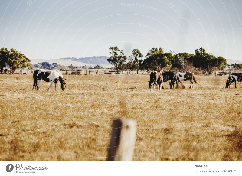 Schöne Landschaft mit Wildpferden schön Berge u. Gebirge Natur Tier Himmel Baum Gras Australien Victoria Pferd Tiergruppe Rudel Tierfamilie Essen groß natürlich