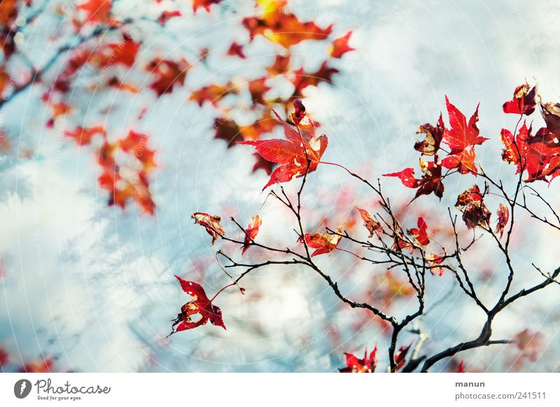 Ahornzweige Natur Frühling Sommer Herbst Baum Blatt Zweige u. Äste Japanischer Ahorn Herbstfärbung authentisch fantastisch hell natürlich schön blau rot