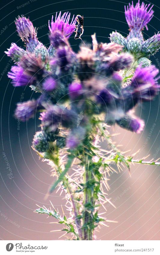 Über den Blüten Sommer Schönes Wetter Blume Sträucher Feld Biene 1 Tier Fröhlichkeit Frühlingsgefühle Farbfoto Außenaufnahme Textfreiraum unten Dämmerung