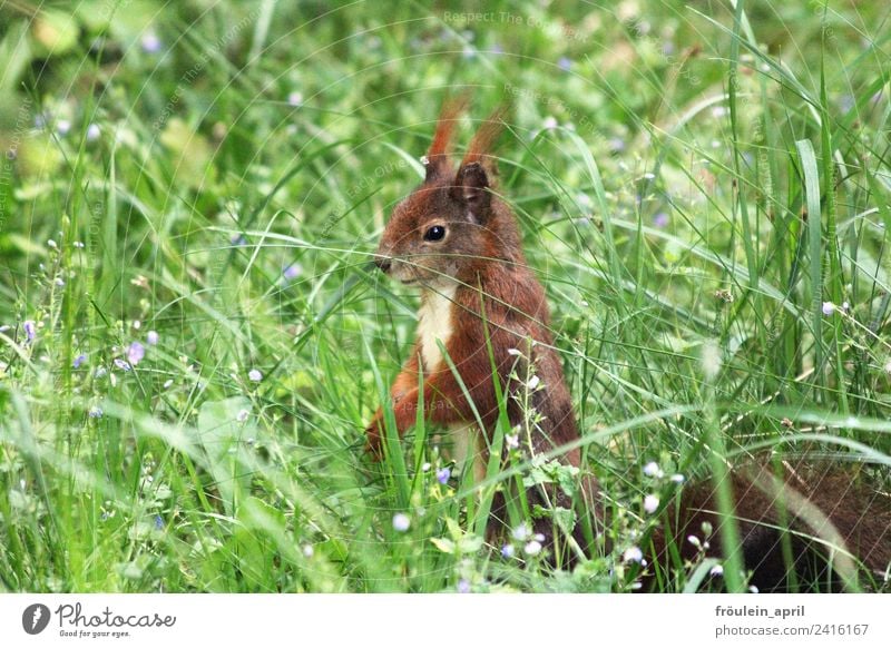 sitzt ein Hörnchen auf der Wiese Umwelt Natur Tier Frühling Sommer Gras Wildpflanze Wildtier Fell Eichhörnchen Nagetiere 1 beobachten frei klein Neugier