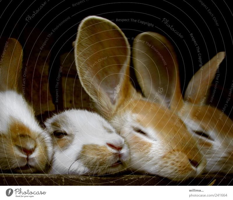 Keinohrhase Haustier Nutztier Fell Hase & Kaninchen 4 Tier Tiergruppe Tierjunges Zusammenhalt Erholung ruhen Ohr niedlich Tierhaltung Stallhaltung Osterhase