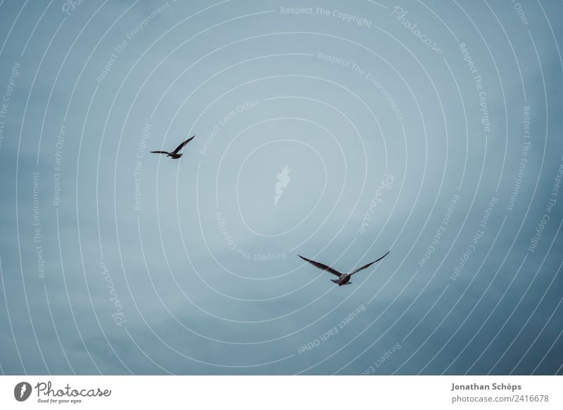 Zwei Möwen am Himmel Umwelt Tier Urelemente Luft Wolken Klima Vogel Tiergruppe Schwarm blau Möwenvögel Vogelschwarm kreisen fliegen Meer Küste Hintergrundbild