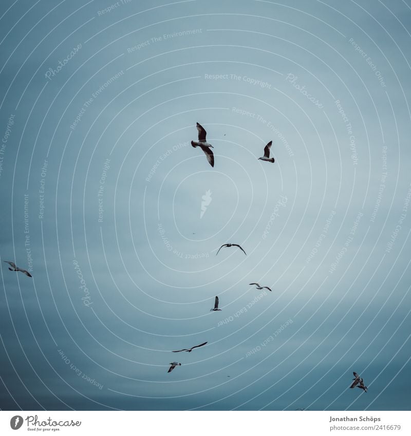 Möwen am Himmel Umwelt Tier Urelemente Luft Wolken Klima Vogel Tiergruppe Schwarm blau Brighton Möwenvögel Vogelschwarm kreisen fliegen Meer Küste kalt Norden