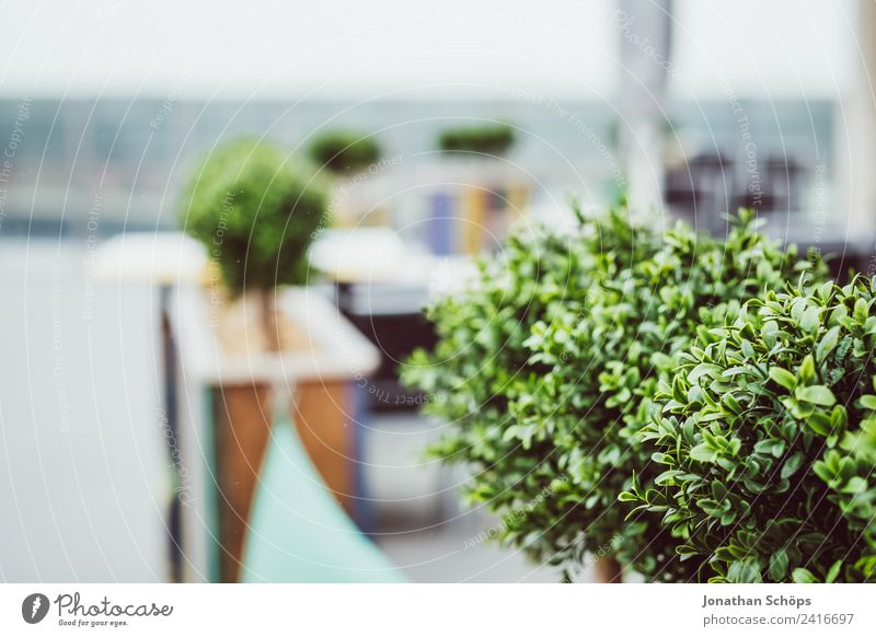 Bepflanzung auf der Terrasse Natur ästhetisch Außenaufnahme Café Restaurant Geländer Sträucher Pflanze Dekoration & Verzierung Grünpflanze Balkon Dachterrasse