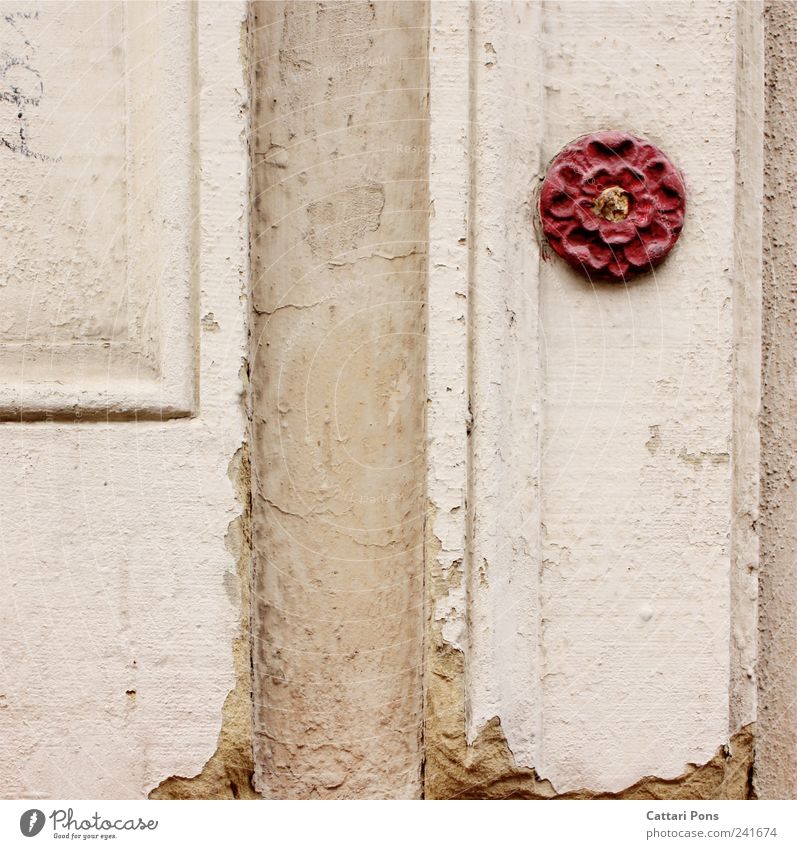ein Hauch von Freundlichkeit elegant Stil Design Kunst Blume Rose Blüte Mauer Wand hängen schön einzigartig positiv rot Detailaufnahme Einsamkeit einzeln Stein