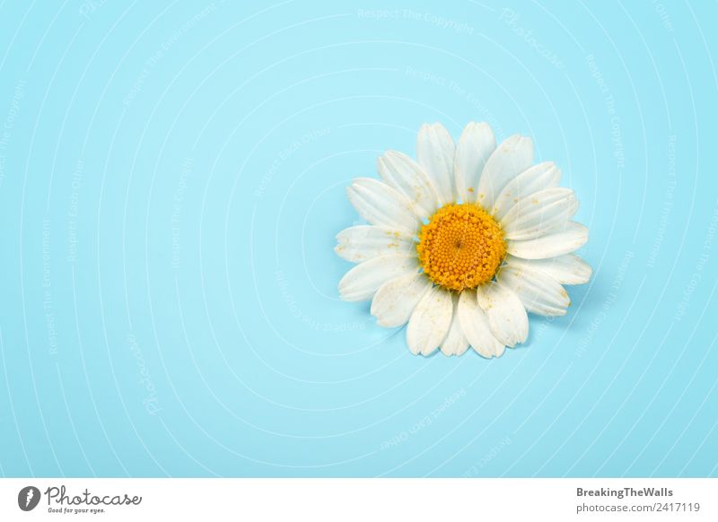 Nahaufnahme einer Kamillenblüte auf blauem Hintergrund Valentinstag Natur Frühling Sommer Pflanze Blume gelb weiß frisch Blauer Hintergrund Kamillenblüten