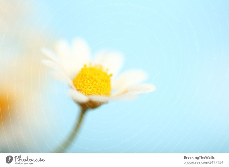 Nahaufnahme einer Kamillenblüte über blauem Himmel Natur Pflanze Wolkenloser Himmel Frühling Blüte Wildpflanze hell schön gelb weiß Echte Kamille