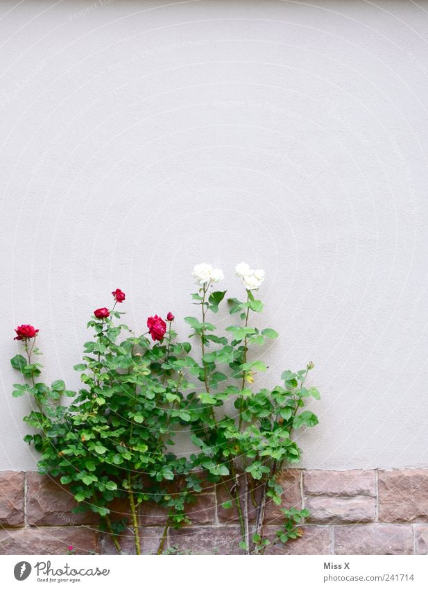Schneeweißchen und Rosenrot Sommer Pflanze Sträucher Blatt Blüte Haus Mauer Wand Garten Blühend Duft Wachstum Märchen Rosenstock Farbfoto Außenaufnahme