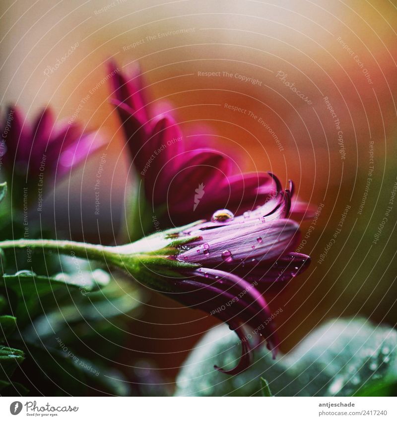 Blüte mit Regentropfen Garten Pflanze Tropfen violett Farbfoto Außenaufnahme Menschenleer Schwache Tiefenschärfe