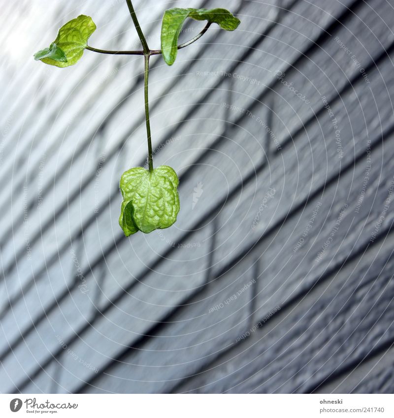 Hoffnungsschimmer Natur Pflanze Blatt Zweig Mauer Wand Fassade grün Sehnsucht Leben Wachstum Farbfoto Außenaufnahme Strukturen & Formen Menschenleer