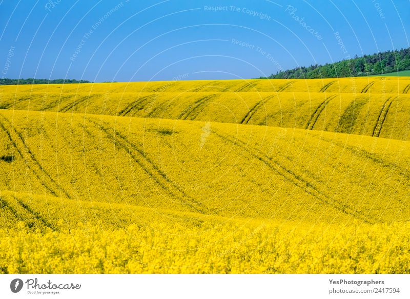 Felder mit Rapskultur in Südmähren schön Sommer Natur Landschaft Schönes Wetter Blume Wiese Hügel Unendlichkeit natürlich gelb Idylle Tschechien