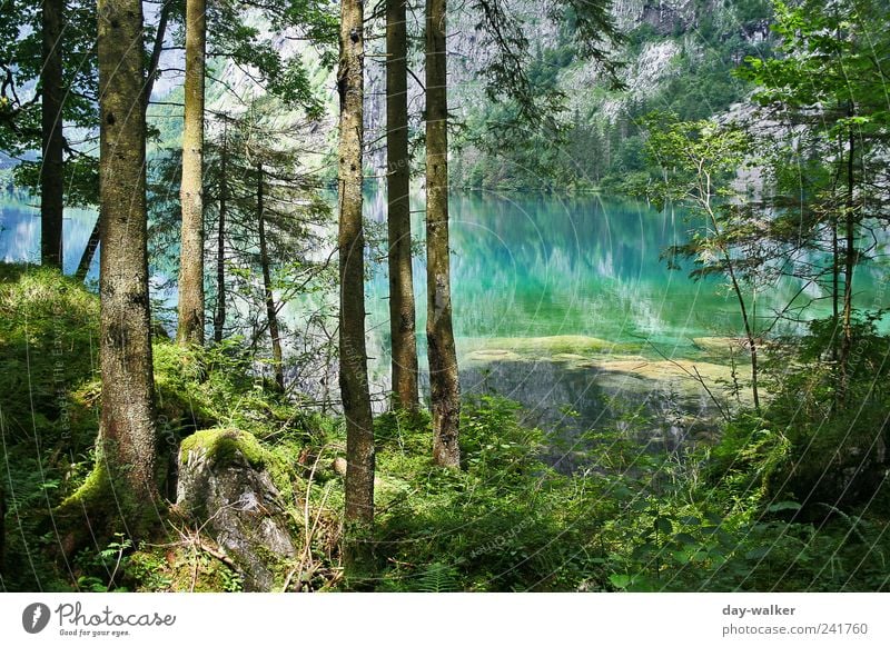 Grünblaues Farbenspiel Natur Landschaft Pflanze Erde Wasser Sommer Schönes Wetter Baum Gras Sträucher Moos Blatt Hügel Felsen Alpen Berge u. Gebirge braun grün