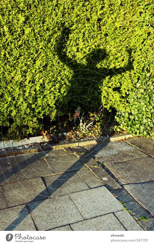 Keine Suppe Mensch 1 Sommer Pflanze Hecke Fußgänger Bürgersteig verrückt grün Begeisterung Euphorie Surrealismus Silhouette Tanzen Jubelstimmung Freude Farbfoto