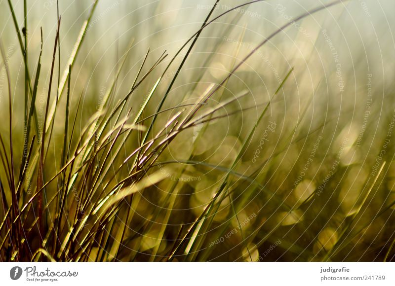 Gras Umwelt Natur Pflanze Sonnenlicht Sommer Wachstum natürlich wild Stranddüne Farbfoto Außenaufnahme Lichterscheinung Unschärfe