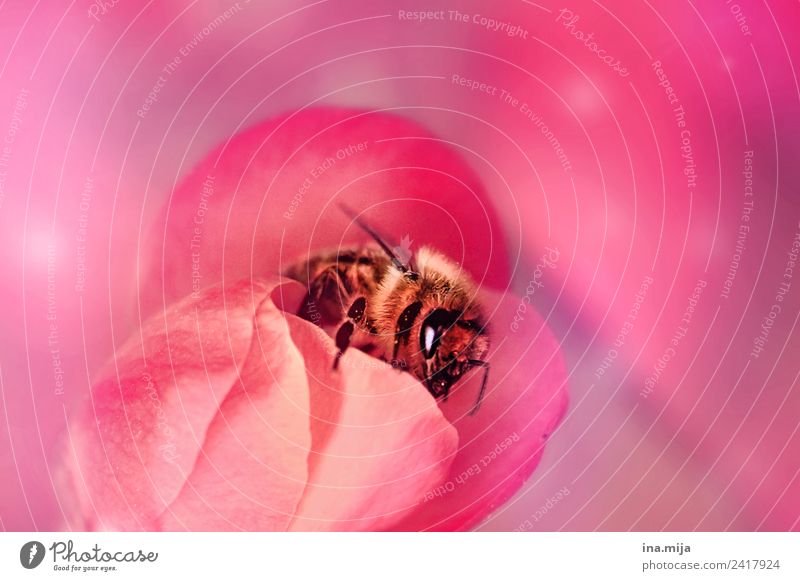 Im Bienenparadis Tier Nutztier Wildtier Käfer 1 rosa Farbfoto Außenaufnahme Innenaufnahme Studioaufnahme Nahaufnahme Detailaufnahme Makroaufnahme Menschenleer