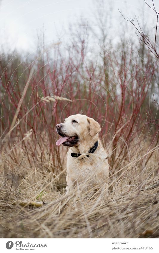 Labrador retriever blond Außenaufnahme sitzen Natur Landschaft Tier familienhund leak flare Säugetier atmen Hund Rassehund