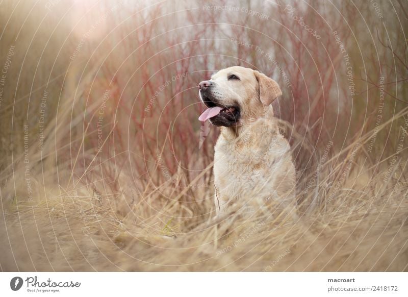 Labrador Retriever blond Außenaufnahme sitzen Natur Landschaft Tier familienhund leak flare Säugetier atmen Hund Rassehund